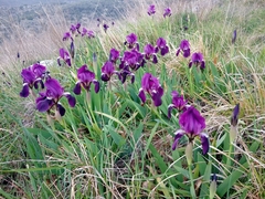 Iris lutescens