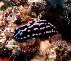 Phyllidiella rosans