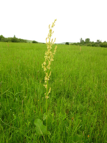 Rumex gmelinii iNat (1)