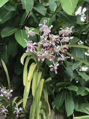 Vanda