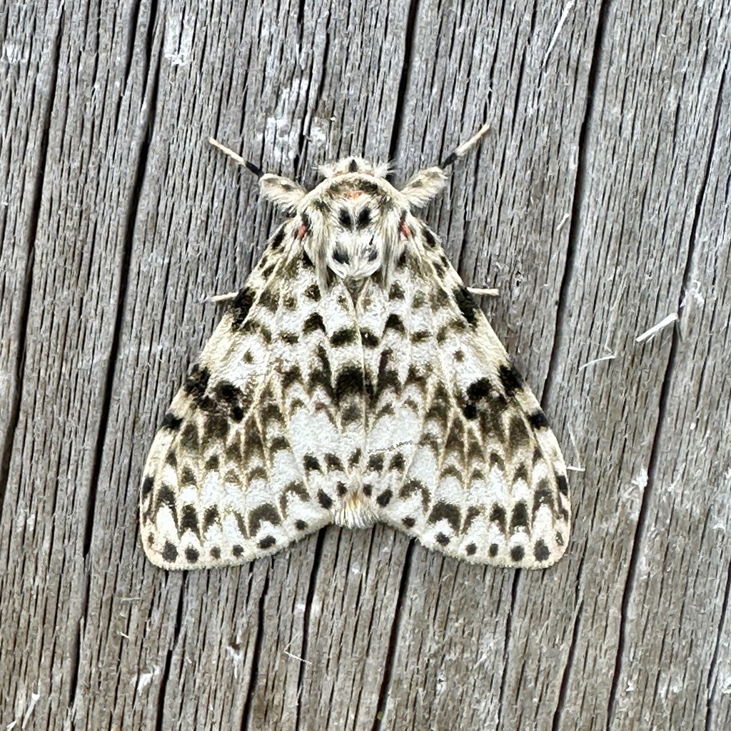 Lymantria ekeikei