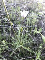 Anemone okennonii