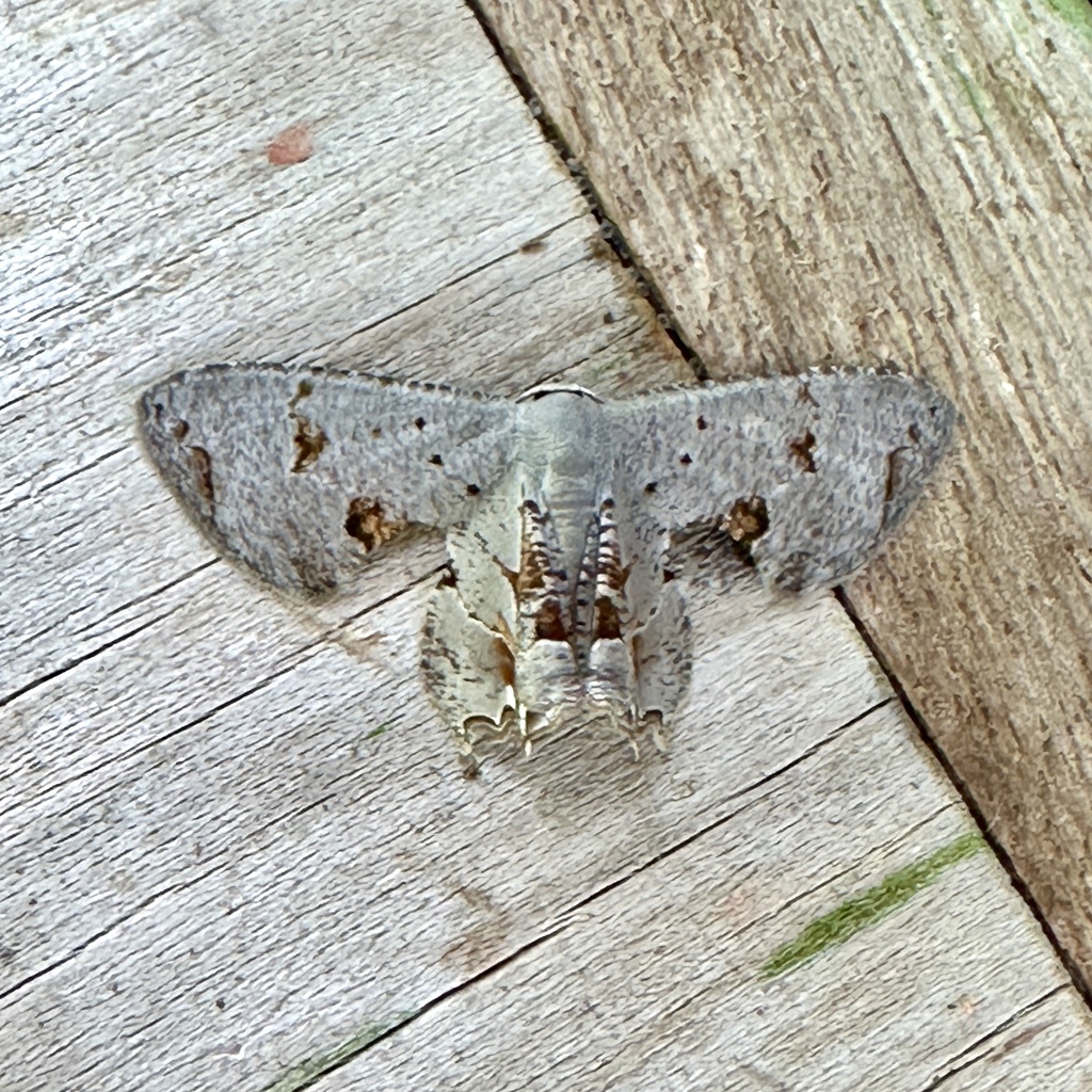 Dysaethria conflictaria