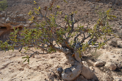 Boswellia sacra iNat (2)