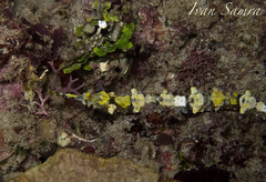 Halicampus macrorhynchus