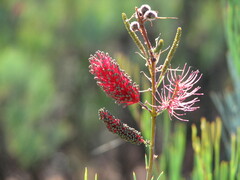 Grevillea oligomera