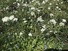 Capsella grandiflora