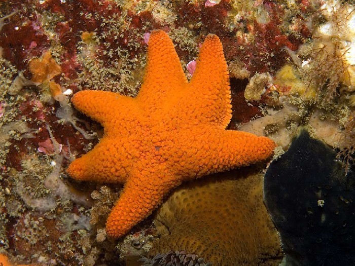 Callopatiria