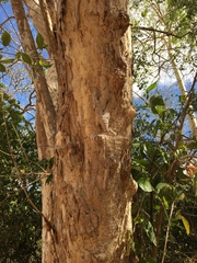 Combretum schumannii