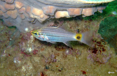 Cheilodipterus persicus