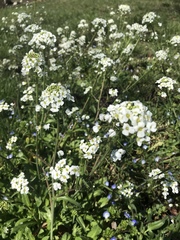 Capsella grandiflora