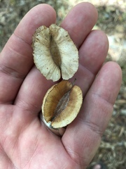 Combretum schumannii