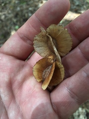 Combretum schumannii