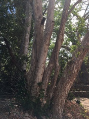 Combretum schumannii