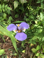 Trimezia coerulea