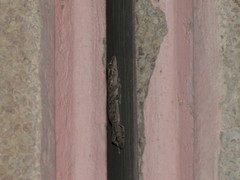 Ptyodactylus hasselquistii