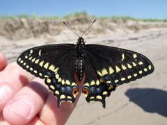 Papilio brevicauda