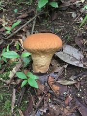 Calvatia rugosa