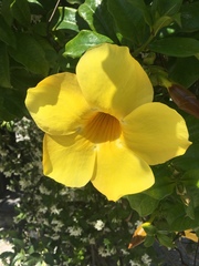 Allamanda