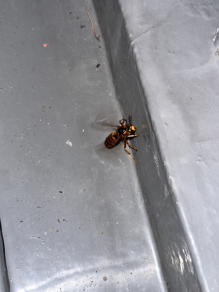 Japanese yellow hornet from Imajukuekimae 1-Chōme, Nishi, Fukuoka ...