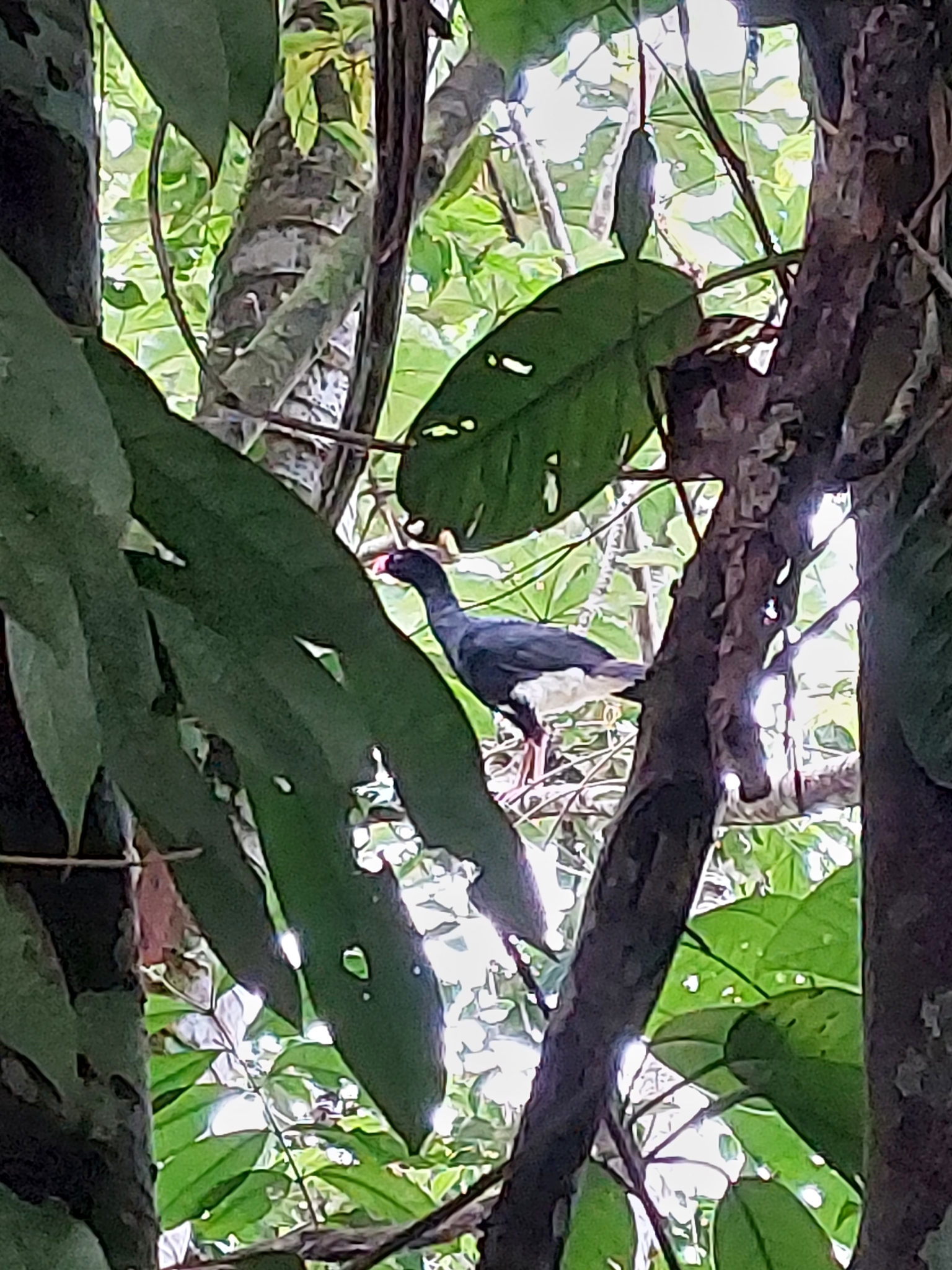 Salvin's Curassow (Mitu salvini), photo 6