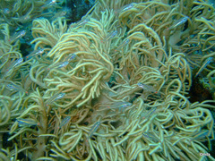 Ostorhinchus parvulus