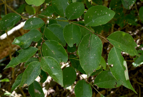 Phyllanthus cuscutiflorus observed 2023-09-17