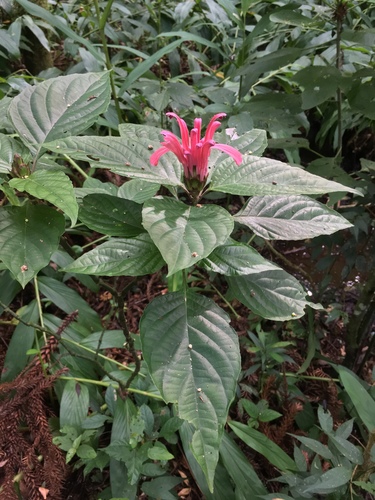 Justicia carnea