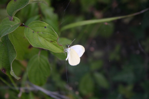 Mountain Small White