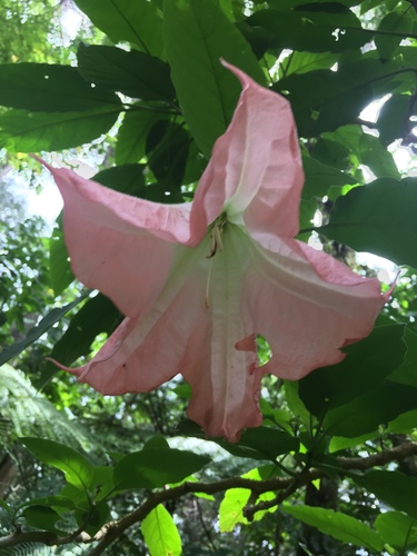 Brugmansia versicolor, photograph 3