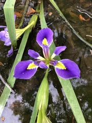 Iris brevicaulis