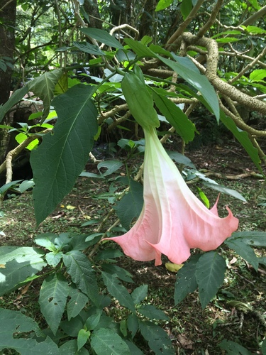 Brugmansia versicolor, photograph 2