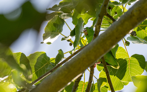 Mexican Parrotlet (Forpus cyanopygius), photo 7