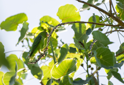 Mexican Parrotlet (Forpus cyanopygius), photo 8