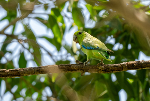 Mexican Parrotlet (Forpus cyanopygius), photo 6