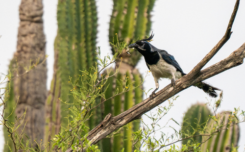 Black-throated Magpie-Jay (Cyanocorax colliei), photo 5