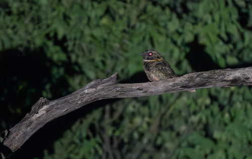 Buff-collared Nightjar (Antrostomus ridgwayi), photo 9