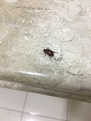 Scarabaeidae