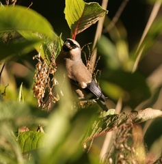Pyrrhula owstoni