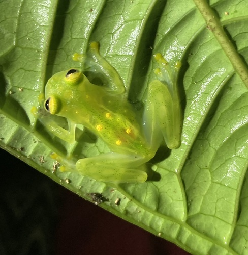 Sun Glassfrog, Hyalinobatrachium aureoguttatum