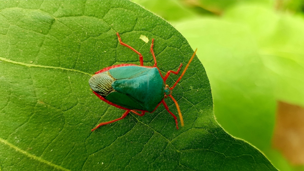 Red-bordered Stink Bug from San Agustin San José Province, Pérez ...