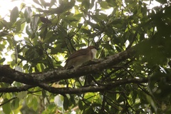 Pterorhinus ruficeps