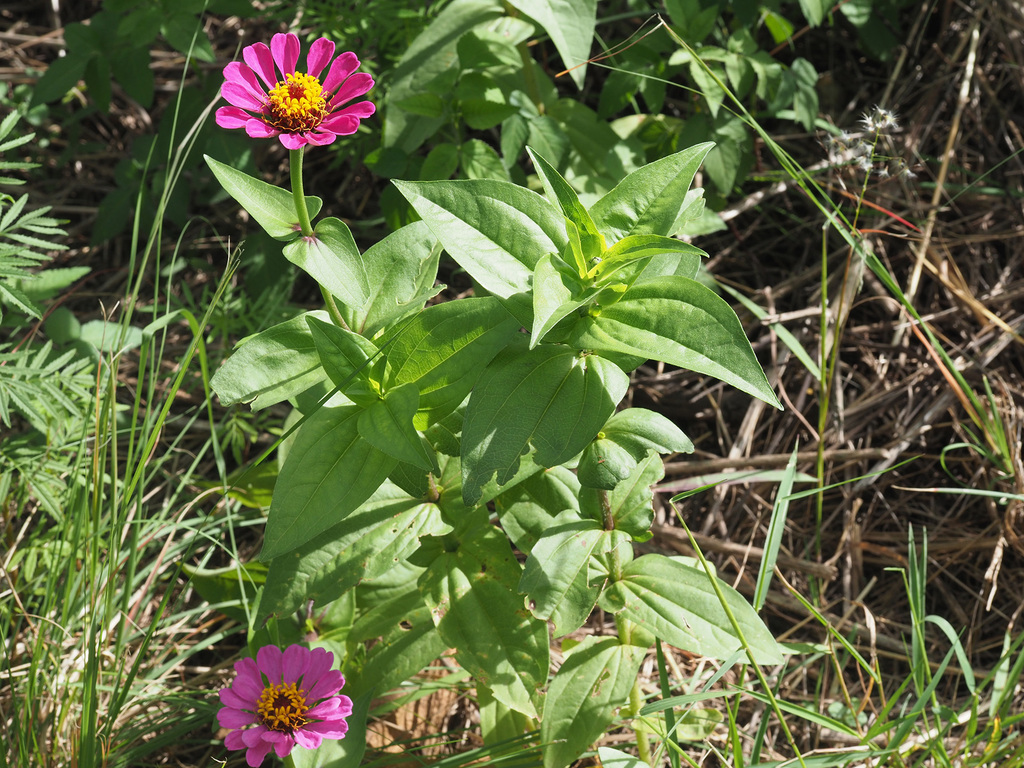 Peruvian zinnia from Wolwespruit, Pretoria, Gauteng, South Africa on