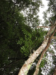 Ptaeroxylon obliquum