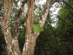 Ptaeroxylon obliquum
