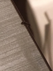 Formicidae