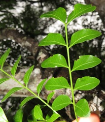 Ptaeroxylon obliquum