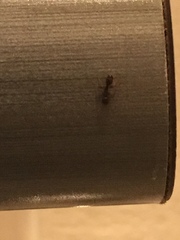 Formicidae