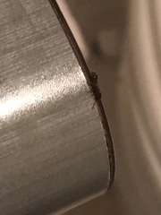 Formicidae