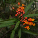 Asclepias curassavica - Photo (c) Tomás Carranza Perales, μερικά δικαιώματα διατηρούνται (CC BY), uploaded by Tomás Carranza Perales